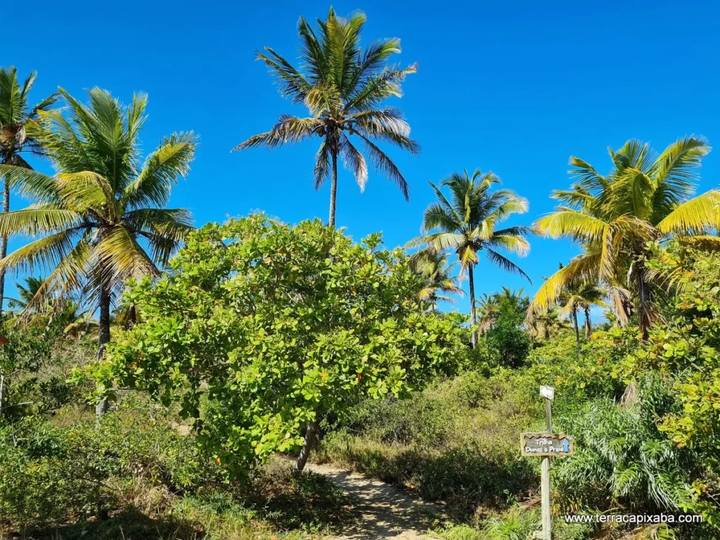 Trilhas no Quintal de Casa